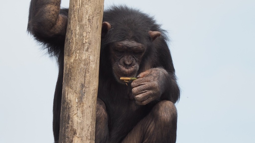 Як зробити шимпанзе з глини