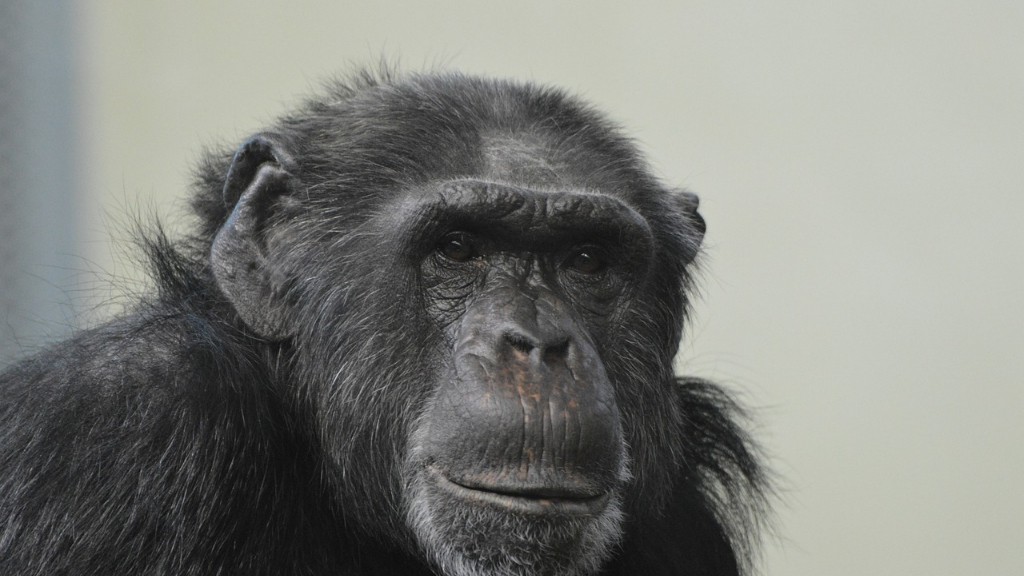 Чи є у людей ДНК шимпанзе