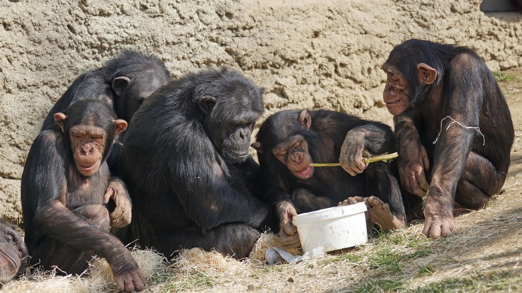 Як шимпанзе їсть банан