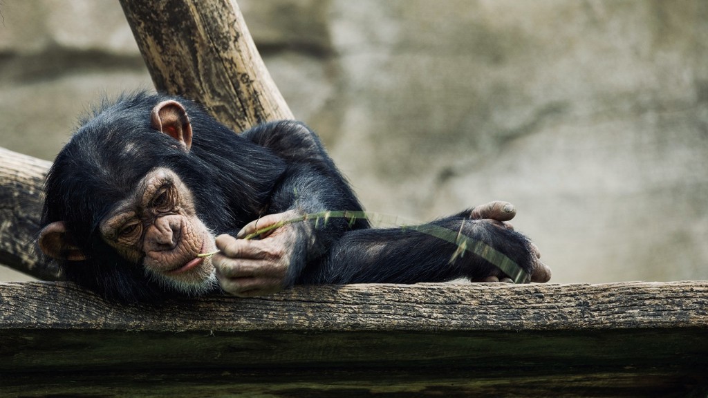 Чи є шимпанзе хребетною