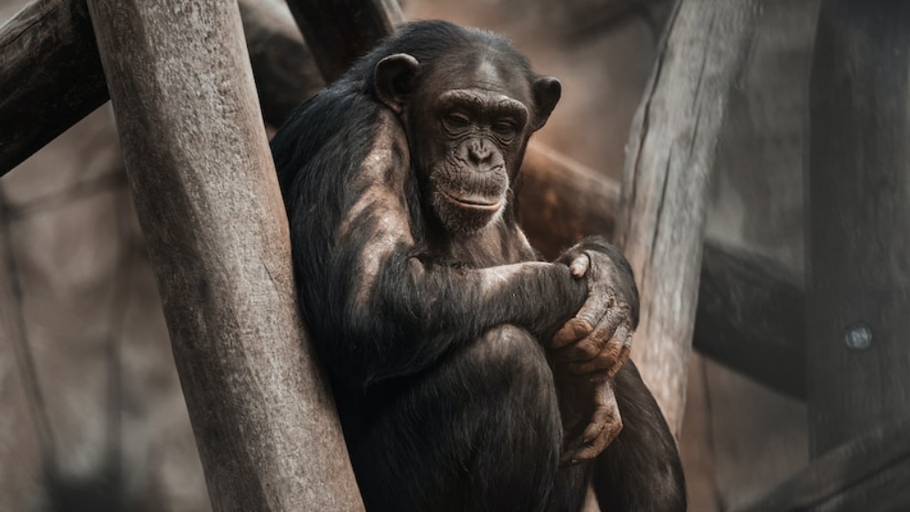 Чи є шимпанзе хребетною