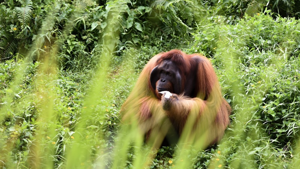Що за орангутанги водяться в зоопарку Фенікса
