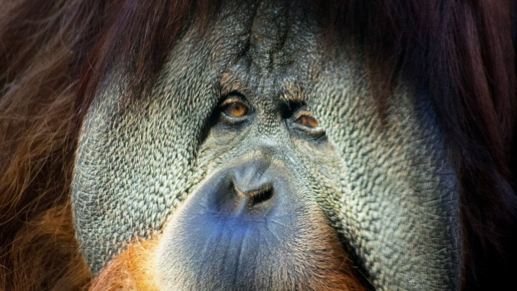 Яке середовище проживання є борнейський орангутанг