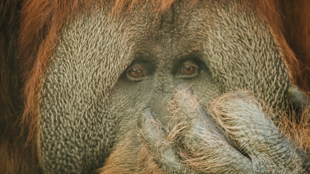 Що роблять орангутанги для навколишнього середовища