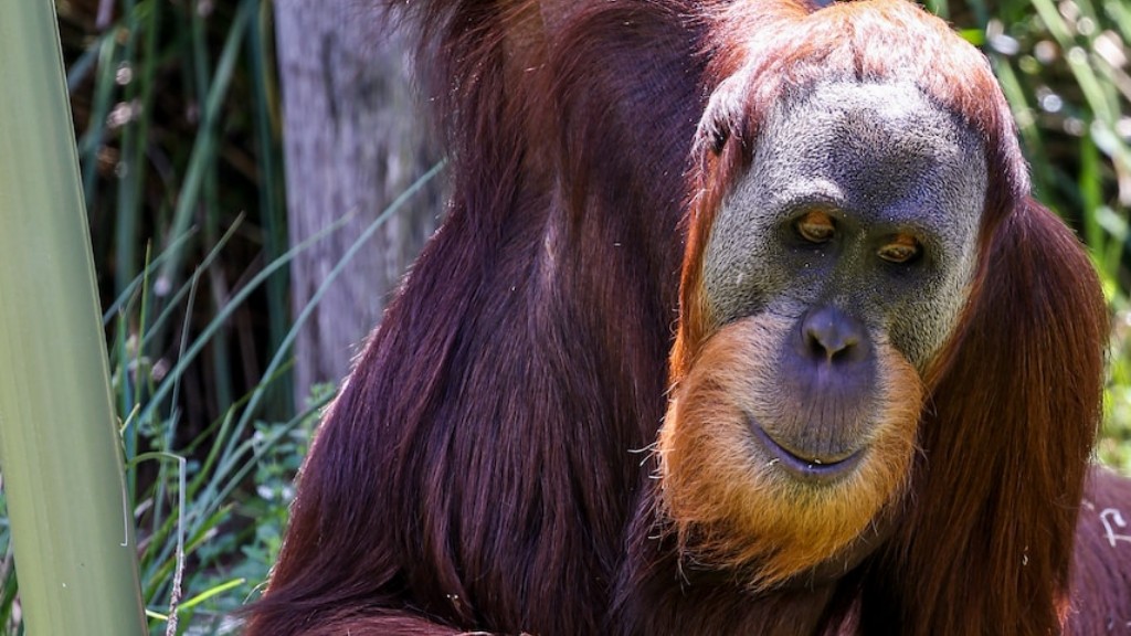 Який вплив мають плантації пальмової олії на середовище проживання орангутангів