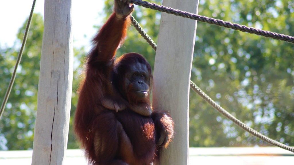 Що їдять борнейські орангутанги