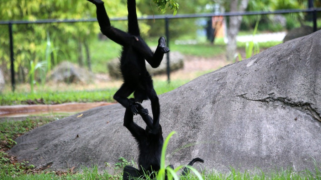 Що робить павукоподібну мавпу унікальною серед інших мавп